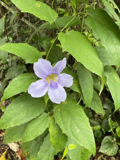 Thunbergia laurifolia, photographed by aehn