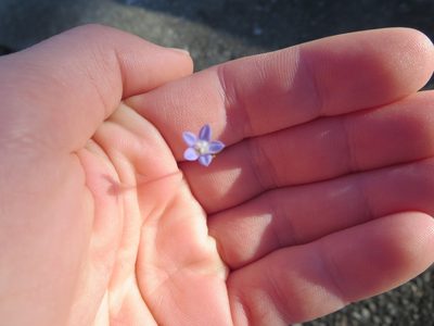 Wahlenbergia marginata, photographed by Nonbinary-Naturalist