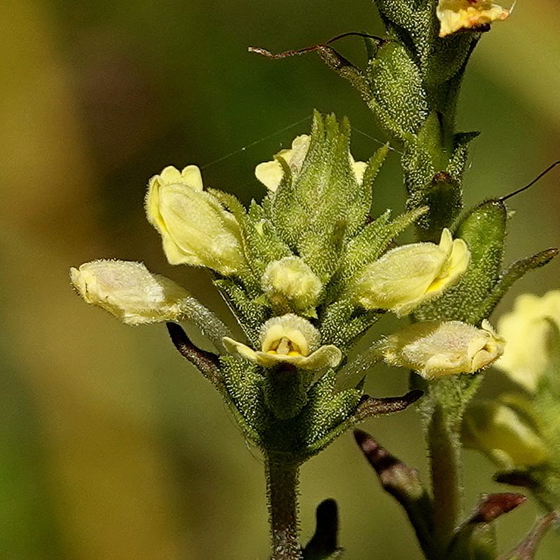 Euphrasia scabra, photographed by Max Campbell