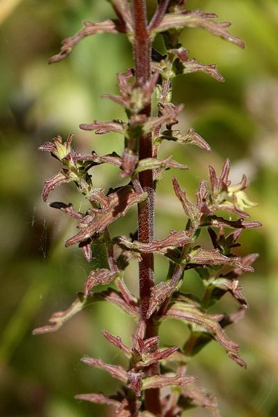 Euphrasia scabra, photographed by Max Campbell