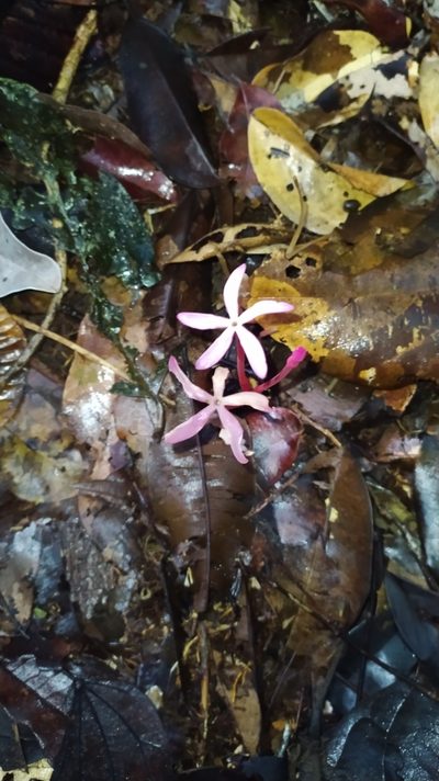 Voyria rosea, photographed by Guillaume Delaitre