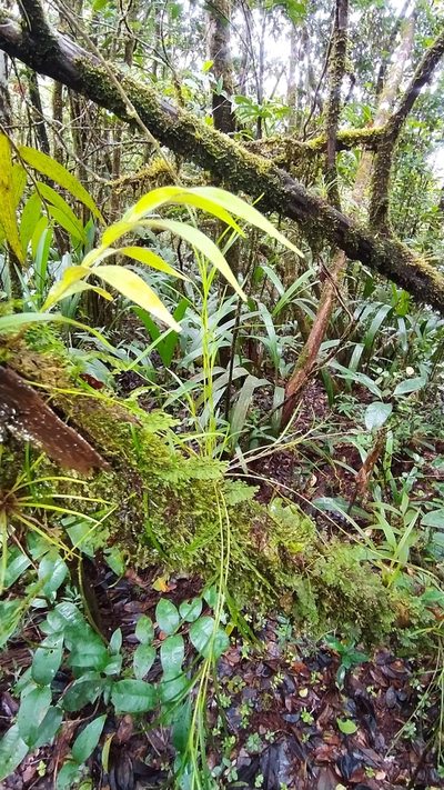 Elleanthus graminifolius, photographed by Guillaume Delaitre
