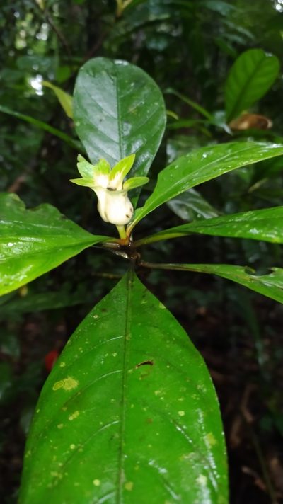 Carapichea galbaoensis, photographed by Guillaume Delaitre