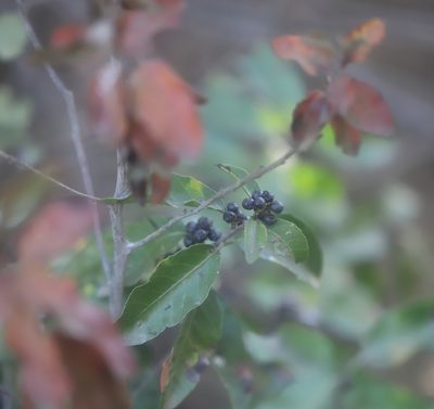 Schinus latifolia, photographed by Steven Bodzin