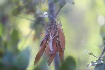 Tristerix corymbosus, photographed by Steven Bodzin