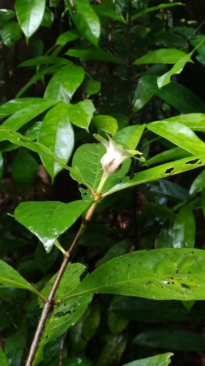 Carapichea galbaoensis, photographed by Guillaume Delaitre