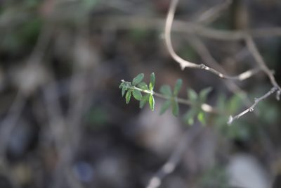 Galium hypocarpium, photographed by Steven Bodzin