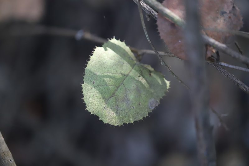 Proustia pyrifolia, photographed by Steven Bodzin