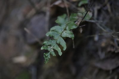 Blechnum hastatum, photographed by Steven Bodzin