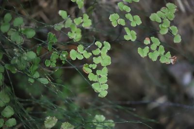 Adiantum chilense, photographed by Steven Bodzin