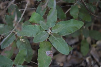 Acrisione denticulata, photographed by Steven Bodzin