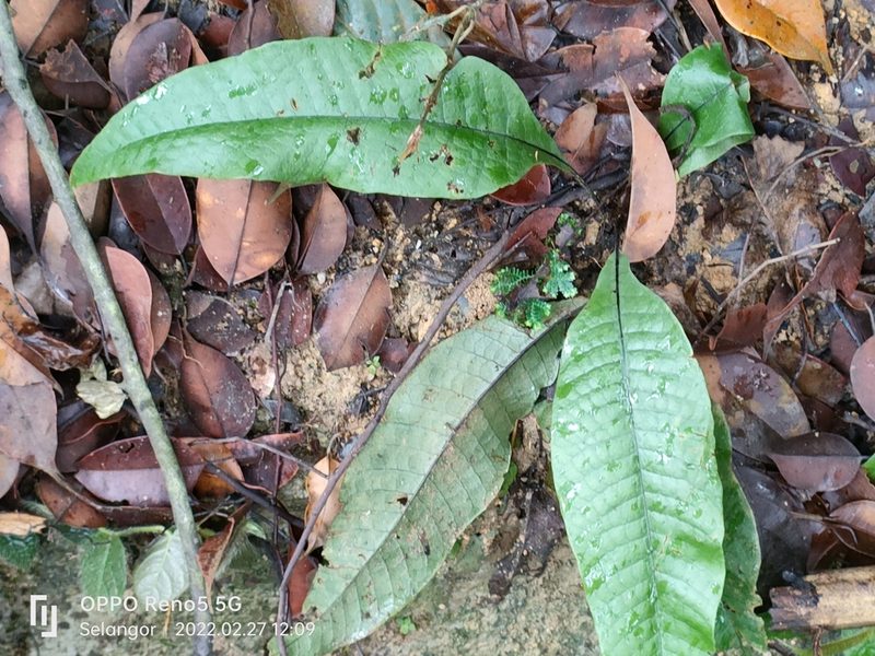 Tectaria singaporiana, photographed by Ong Jyh Seng