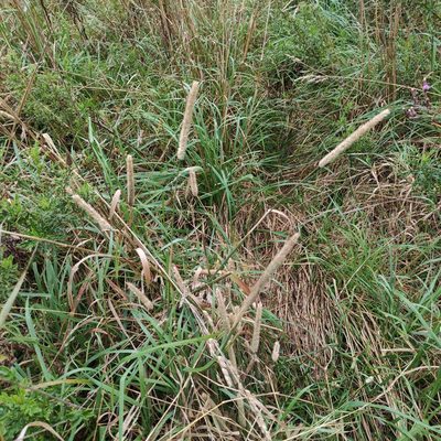 Phleum pratense, photographed by Jenny Saito