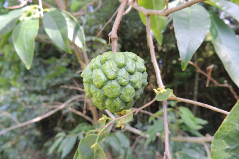 Annona sylvatica, photographed by William G. Borges