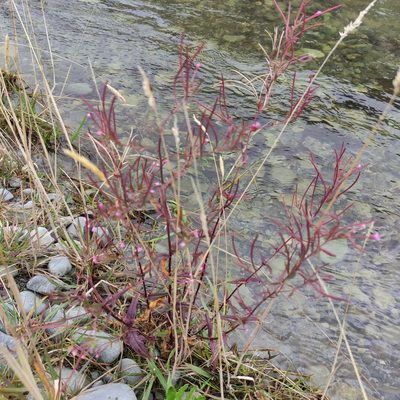 Epilobium ciliatum, photographed by Jenny Saito