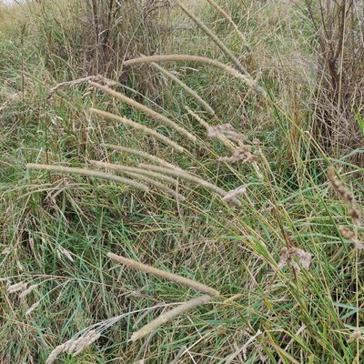 Phleum pratense, photographed by Jenny Saito