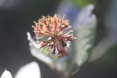 Proustia pyrifolia, photographed by Steven Bodzin