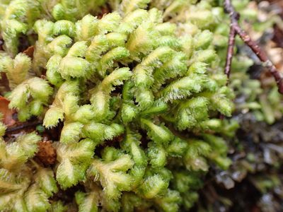 Schistochila pinnatifolia, photographed by Leon Perrie