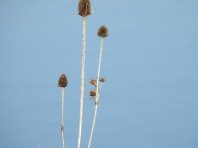 Dipsacus laciniatus, photographed by Yann Kemper