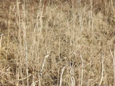 Panicum virgatum, photographed by Yann Kemper