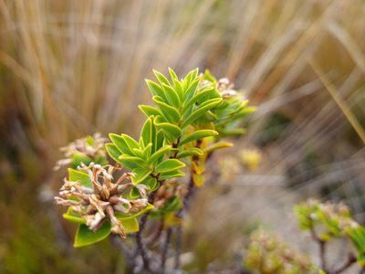 Pimelea gnidia, photographed by gnapp