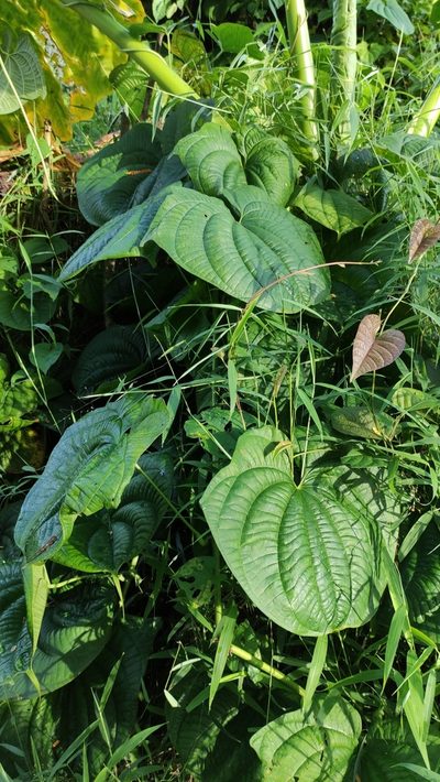 Dioscorea sansibarensis, photographed by Golam Rabbani