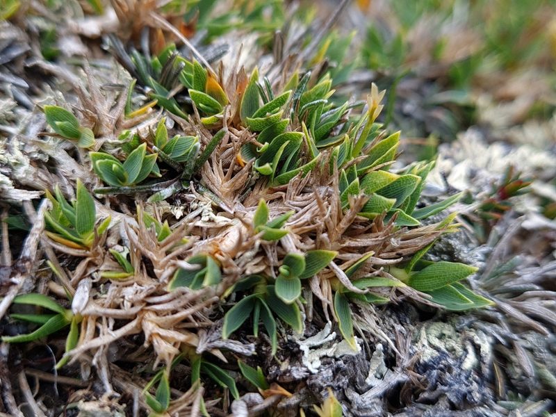 Zotovia thomsonii, photographed by gnapp