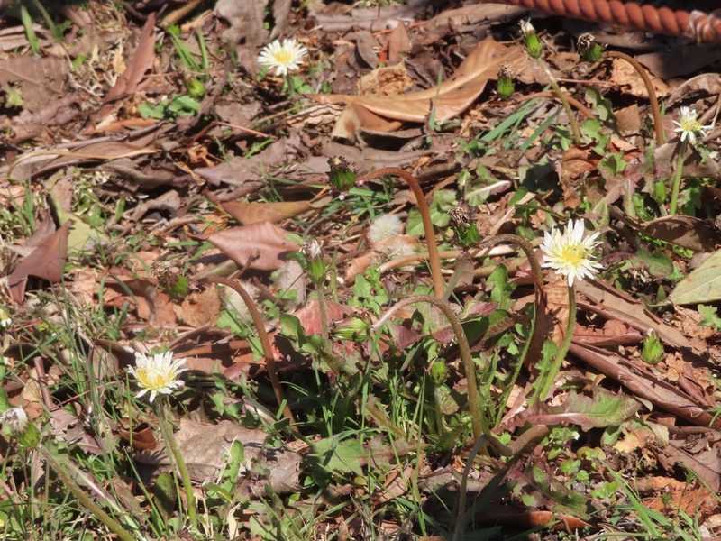 Taraxacum albidum, photographed by mami_t_t