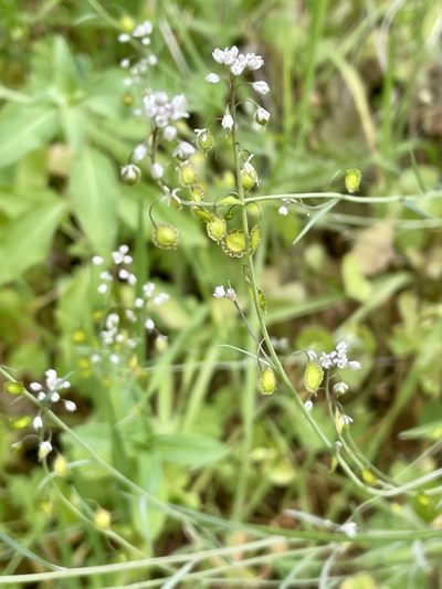 Thysanocarpus laciniatus, photographed by Dutza K.