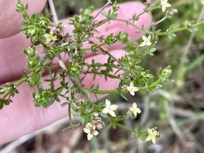 Galium porrigens, photographed by Dutza K.