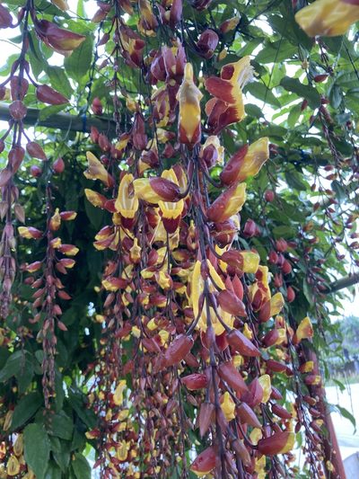 Thunbergia mysorensis, photographed by Alex Miller