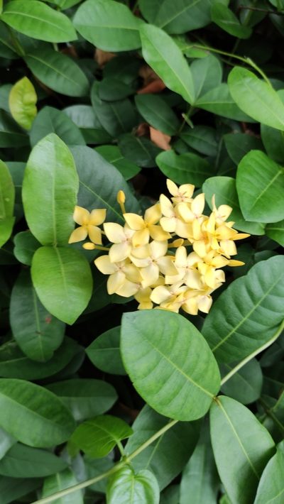Ixora chinensis, photographed by Golam Rabbani