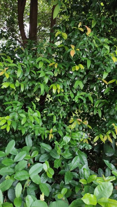 Syzygium myrtifolium, photographed by Golam Rabbani