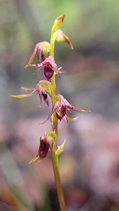 Genoplesium filiforme, photographed by Eamonn Culhane