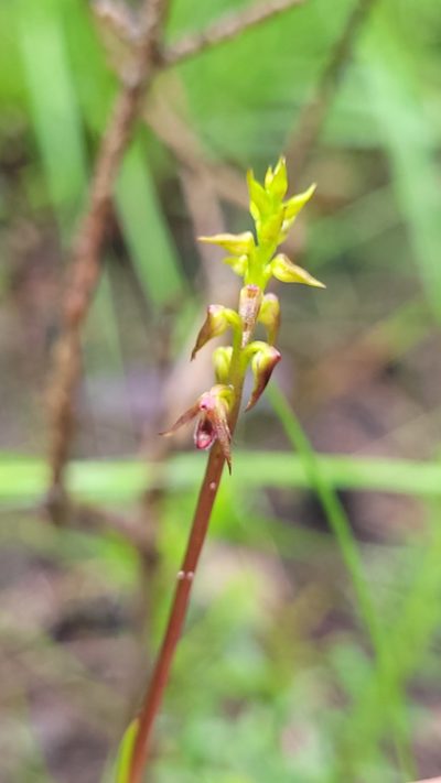 Genoplesium filiforme, photographed by Eamonn Culhane