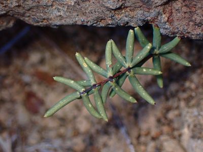 Pellaea ternifolia, photographed by Cricket Raspet