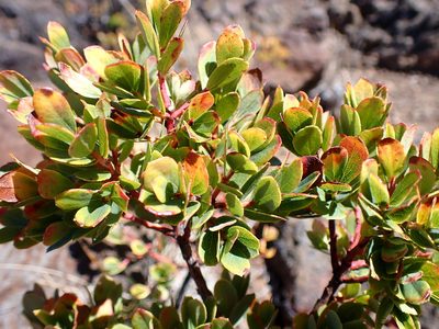 Vaccinium reticulatum, photographed by Cricket Raspet