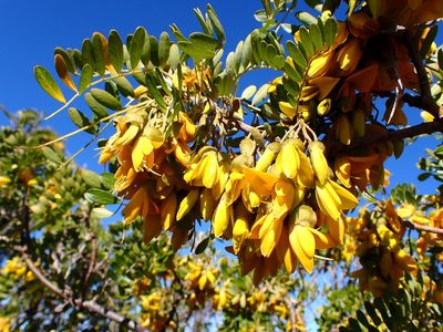 Sophora chrysophylla, photographed by Cricket Raspet