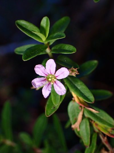 Lythrum maritimum, photographed by Cricket Raspet