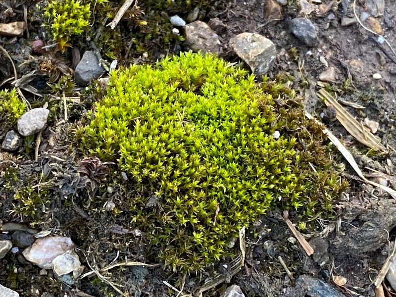 Pseudocrossidium hornschuchianum, photographed by Eva-Maria
