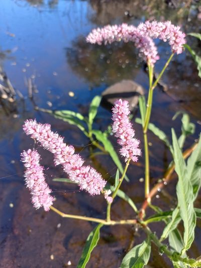 Persicaria limbata, photographed by Kelly Abram