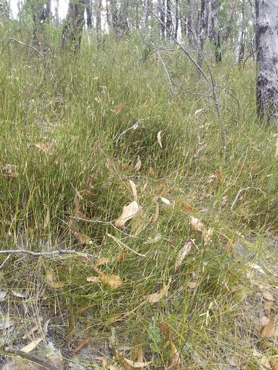 Austrostipa muelleri, photographed by insiderelic