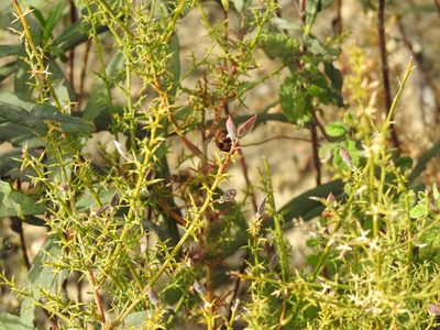Stauracanthus boivinii, photographed by Duarte Frade