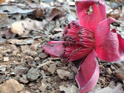 Bombax ceiba, photographed by Meehir Pawar