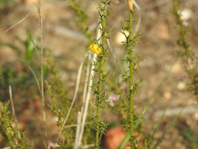 Stauracanthus boivinii, photographed by Duarte Frade