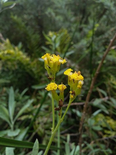 Senecio hypoleucus, photographed by insiderelic