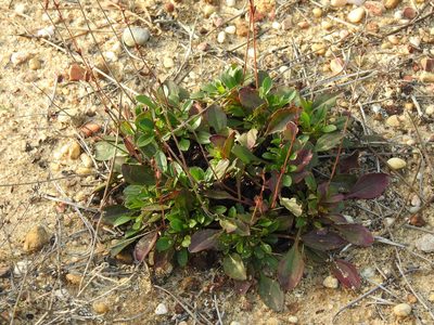 Tuberaria globulariifolia, photographed by Duarte Frade
