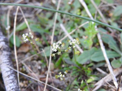 Teesdalia coronopifolia, photographed by Duarte Frade