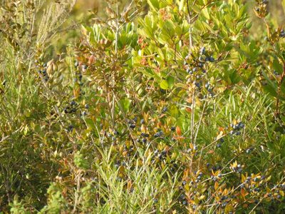Myrtus communis, photographed by Duarte Frade