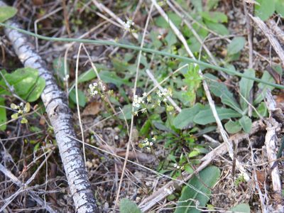 Teesdalia coronopifolia, photographed by Duarte Frade